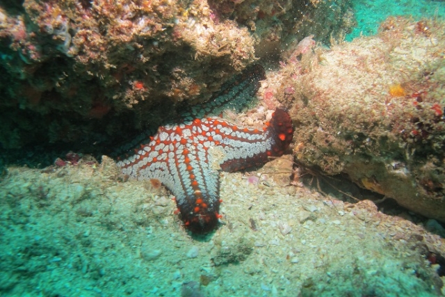  starfish 